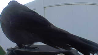 common grackle