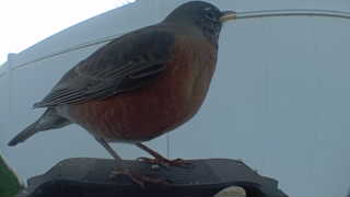 american robin