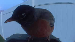 american robin