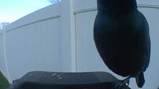 common grackle