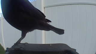 brown-headed cowbird
