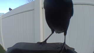 common grackle