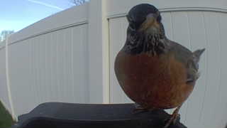 american robin