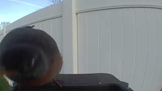 american robin