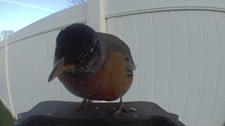 american robin