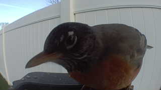 american robin