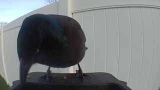 common grackle