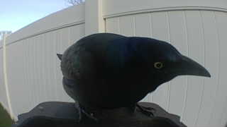 common grackle