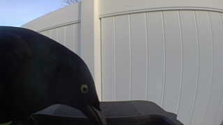 common grackle