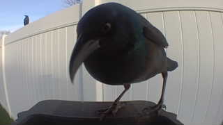 common grackle