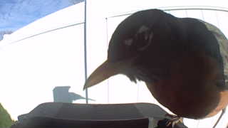 american robin