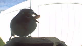 common grackle