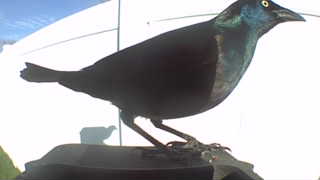 common grackle