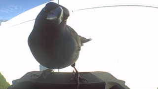 brown-headed cowbird