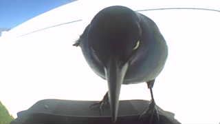 common grackle