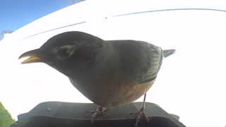 american robin