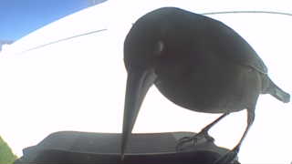 american crow