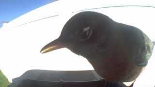 american robin