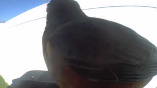 american robin