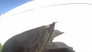 european starling