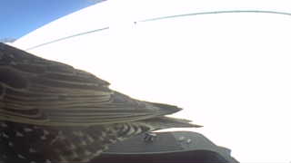 ruffed grouse
