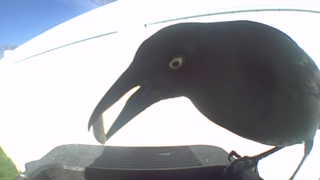common grackle