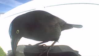 common grackle