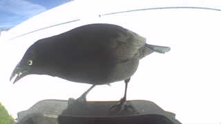 common grackle