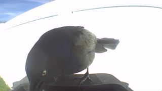 common grackle