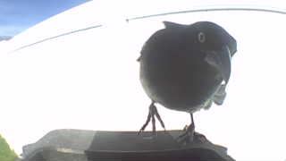 common grackle
