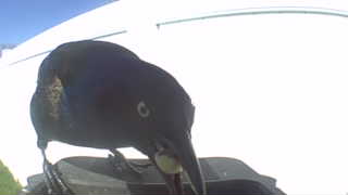common grackle