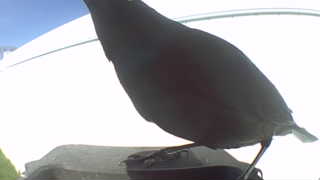 american robin