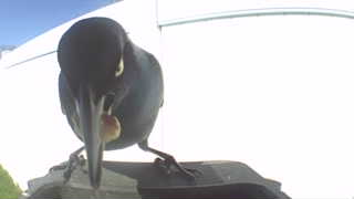 common grackle