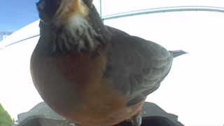 american robin