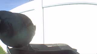 rock pigeon
