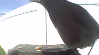 brewer's blackbird