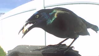 common grackle