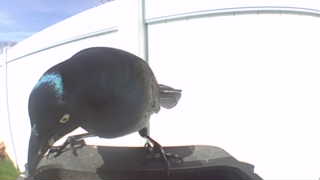 common grackle