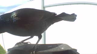 common grackle