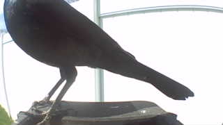 common grackle