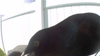 common grackle