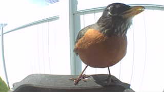 american robin