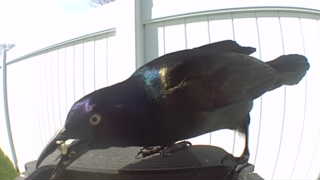 common grackle