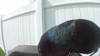 common grackle
