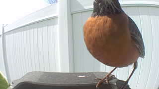 american robin