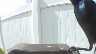 common grackle