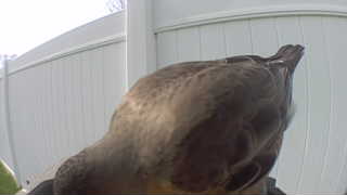 red-tailed hawk