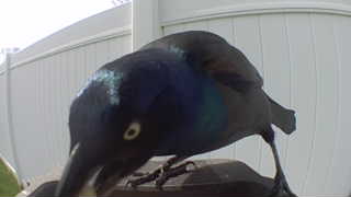 common grackle
