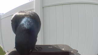 common grackle