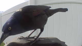 common grackle